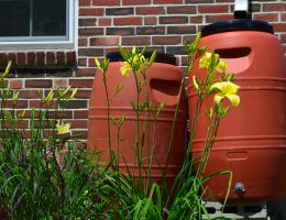 rain barrels